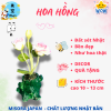 Mẫu 11