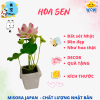 Mẫu 5
