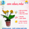 Mẫu 6