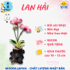 Mẫu 7