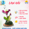 Mẫu 8