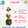 Mẫu 15