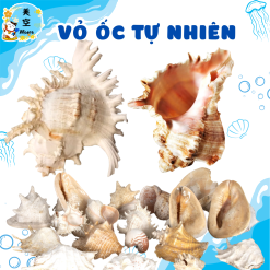 ỏ ốc biển tự nhiên – Món decor mộc mạc, sang trọng, đa công dụng: trang trí tiểu cảnh, hồ cá, bàn làm việc, mang ý nghĩa phong thủy may mắn.