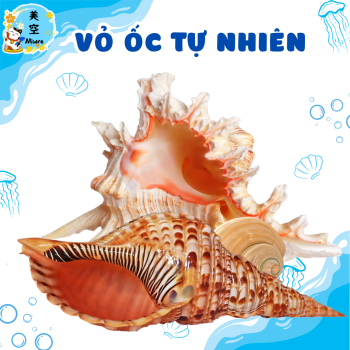 ỏ ốc biển tự nhiên – Món decor mộc mạc, sang trọng, đa công dụng: trang trí tiểu cảnh, hồ cá, bàn làm việc, mang ý nghĩa phong thủy may mắn.
