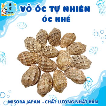 ỏ ốc biển tự nhiên – Món decor mộc mạc, sang trọng, đa công dụng: trang trí tiểu cảnh, hồ cá, bàn làm việc, mang ý nghĩa phong thủy may mắn.
