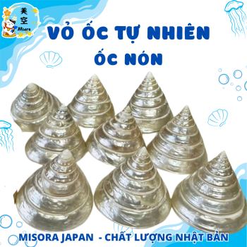ỏ ốc biển tự nhiên – Món decor mộc mạc, sang trọng, đa công dụng: trang trí tiểu cảnh, hồ cá, bàn làm việc, mang ý nghĩa phong thủy may mắn.