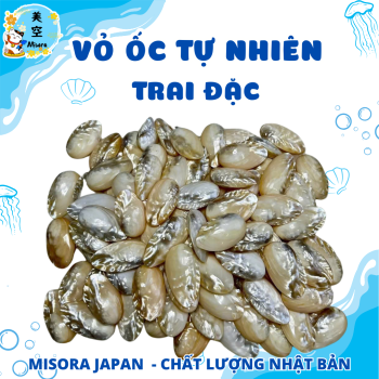 ỏ ốc biển tự nhiên – Món decor mộc mạc, sang trọng, đa công dụng: trang trí tiểu cảnh, hồ cá, bàn làm việc, mang ý nghĩa phong thủy may mắn.