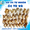 Mẫu 12