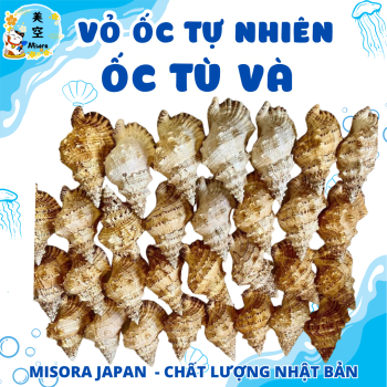 ỏ ốc biển tự nhiên – Món decor mộc mạc, sang trọng, đa công dụng: trang trí tiểu cảnh, hồ cá, bàn làm việc, mang ý nghĩa phong thủy may mắn.