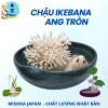 Mẫu 12
