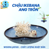 Mẫu 11